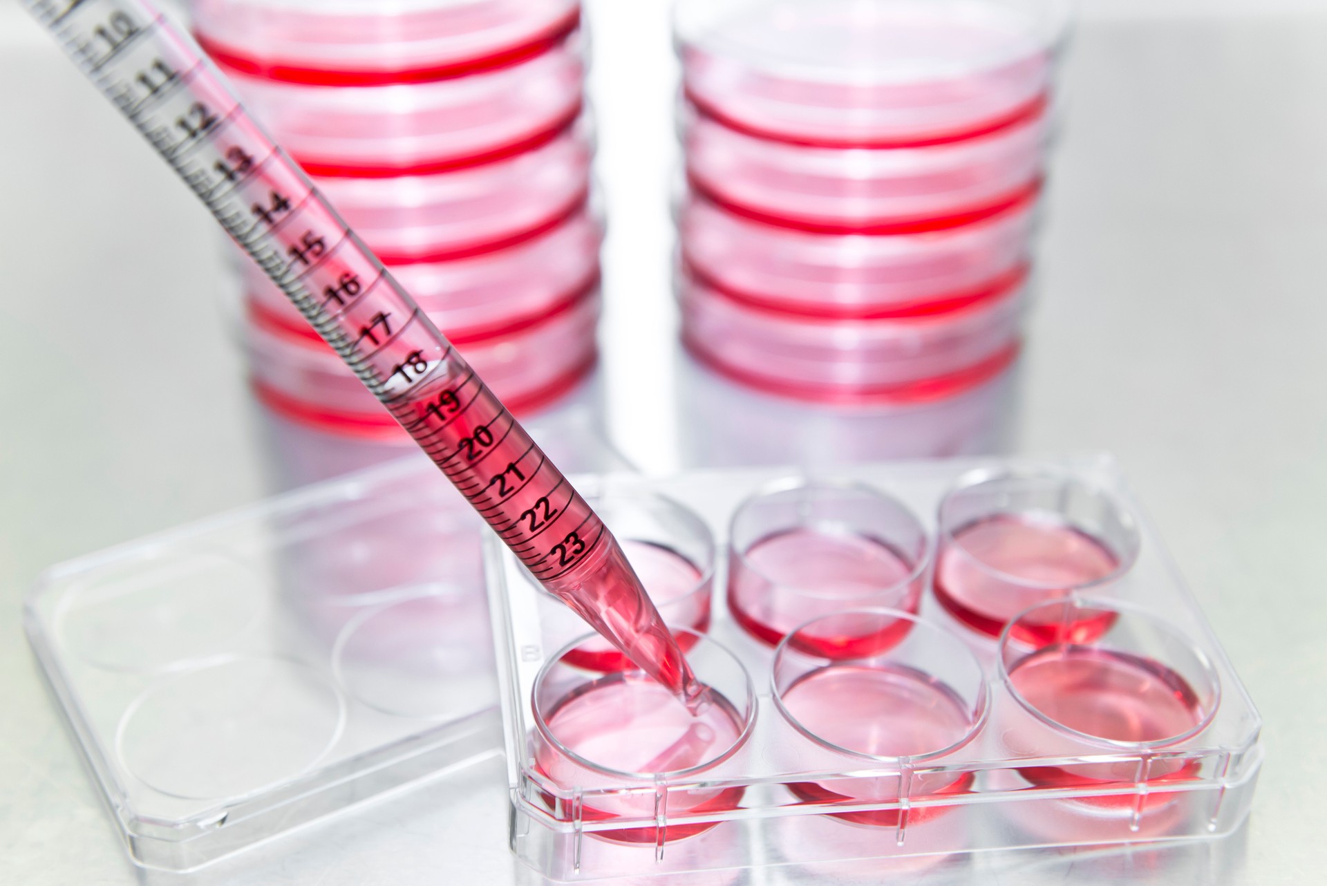 Cell subculturing from petri dish to 6 well microplate
